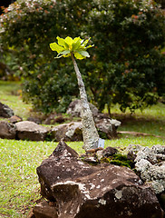 Image showing Alula plant in Kauai