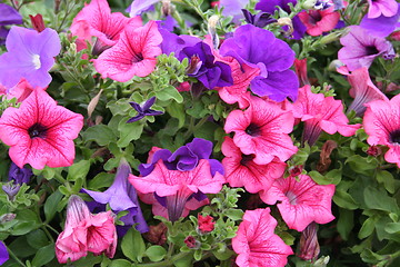 Image showing Petunias in two colours