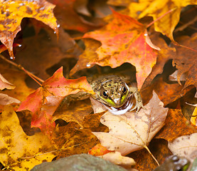 Image showing Frog deep in fall leaves