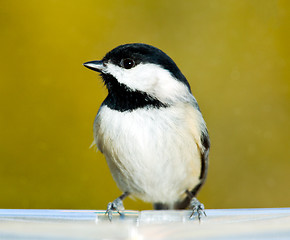 Image showing Black capped chickadee on feeding tray