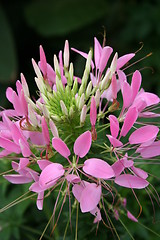 Image showing Lovely pink flower