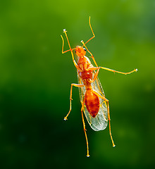 Image showing Male worker carpenter ant from below