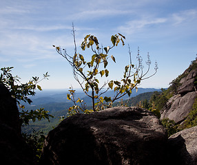 Image showing Hiker overlooking Shenandoah valley