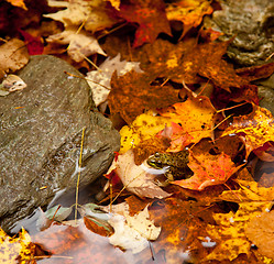 Image showing Frog deep in fall leaves