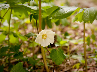 Image showing White trillium in forest