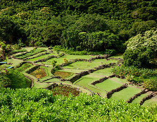 Image showing Terraced agriculture on Kauai