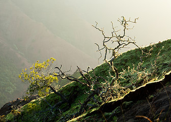 Image showing Yellow lichen on tree twigs