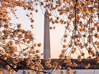 Image showing Cherry Blossom and Washington Monument