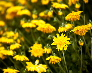 Image showing Wilted Chrysanthemum