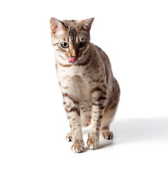 Image showing Cream colored bengal tiger cat