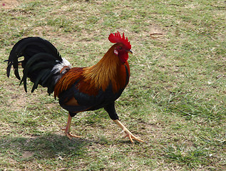 Image showing Cockerel on Kauai