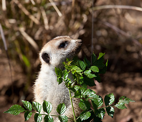 Image showing Small Meerkat peeping around leaves