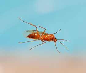 Image showing Male worker carpenter ant from below