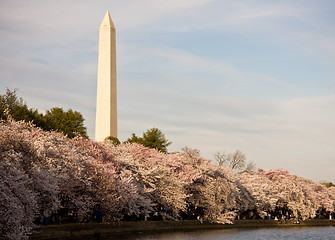 Image showing Washington Monument with cherry blossom