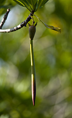 Image showing Seed pod of mangrove tree