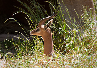 Image showing Waller's Gazelle