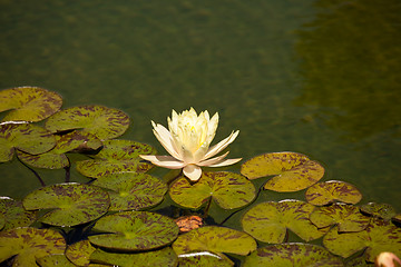 Image showing Water lily on edge of leaves