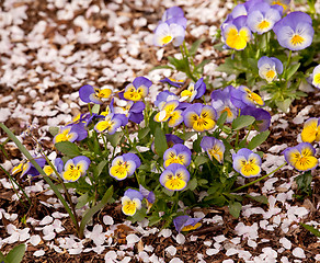 Image showing Cherry blossom petals landing among violas 