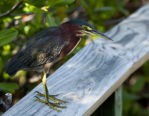 Image showing Green Heron on fence
