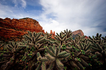 Image showing Cactus against red rocks