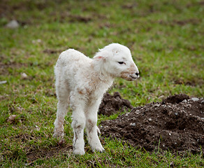 Image showing Single new born lamb