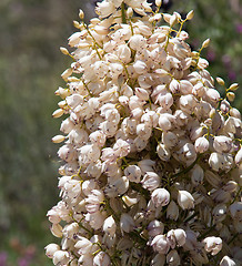 Image showing Mojave Yucca blossoms