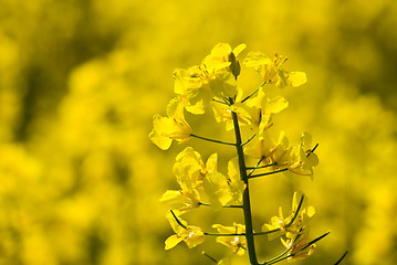 Image showing Oilseed rape blossoms