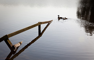 Image showing Ducks and ducklings swim past submerged fence