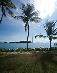 Image showing Palm trees by ocean