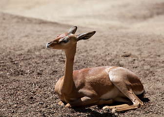 Image showing Waller's Gazelle