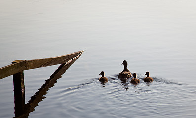 Image showing Ducks and ducklings swim by fence in lake