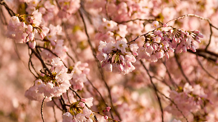 Image showing Cherry Blossom Trees by Tidal Basin