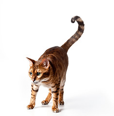 Image showing Bengal Tiger Cat staring at invible object