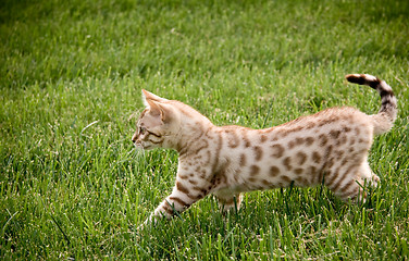 Image showing Young bengal kitten