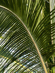 Image showing Fern leaf against the sky