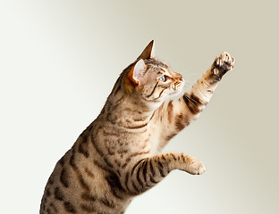 Image showing Bengal kitten stretching its claws