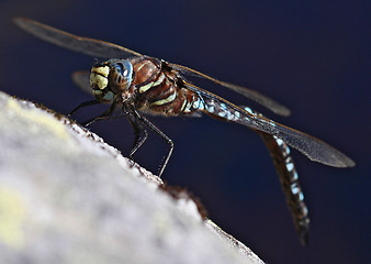 Image showing dragonfly