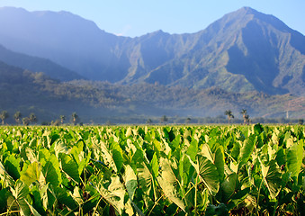 Image showing Taro plants at Hanalei