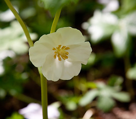 Image showing White trillium in forest