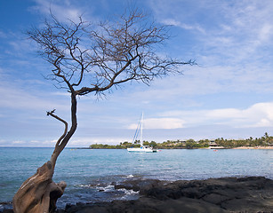 Image showing Hawaiian Bay with Tree and Boat