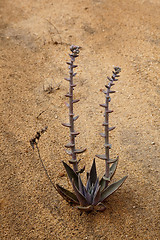 Image showing Small cactus growing from sand in Torrey Pines