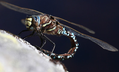 Image showing dragonfly waiting