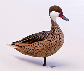 Image showing Bahama duck on sandy beach