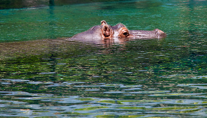 Image showing Eyes and ears of a hippo