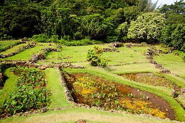 Image showing Terraced agriculture on Kauai