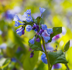 Image showing Close up of bluebells in April