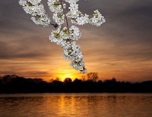 Image showing Cherry blossoms against sunset