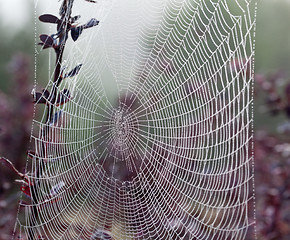 Image showing Cobweb on misty morning