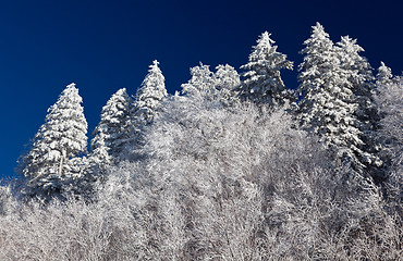 Image showing Pine trees covered in snow on skyline