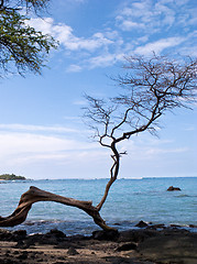 Image showing Hawaiian beach framed by single gnarled tree